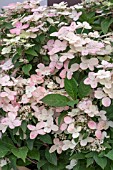 HYDRANGEA PANICULATA OPHELIA