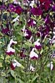 SALVIA X AMENSIS DYSURP