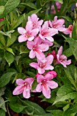 WEIGELA PICA BELLA ROSEA