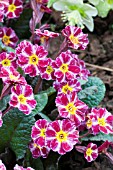 PRIMULA DARK ROSALEEN