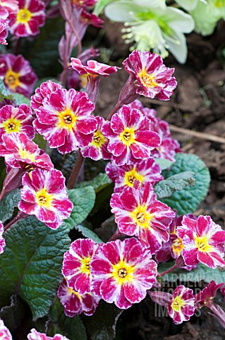 PRIMULA_DARK_ROSALEEN