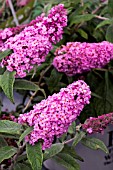 BUDDLEJA DAVIDII ROCKSTAR FLAMINGO