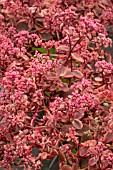 SEDUM WILDFIRE