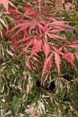 ACER PALMATUM EXTRAVAGANZA