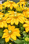 RUDBECKIA SUNBECKIA OPHELIA