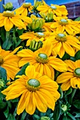 RUDBECKIA SUNBECKIA OPHELIA