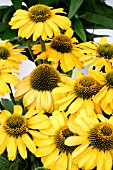 ECHINACEA SUNSEEKERS YELLOW