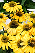 ECHINACEA SUNSEEKERS YELLOW