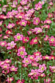 SAXIFRAGA CORTUSIFOLIA RUBRA