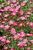 SAXIFRAGA CORTUSIFOLIA RUBRA