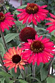 ECHINACEA SUNSEEKERS RED