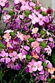 ERYSIMUM SUNSTRONG  BICOLOR PURPLE