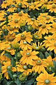 RUDBECKIA SUNBECKIA OPHELIA