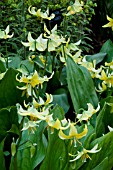 ERYTHRONIUM PAGODA AGM