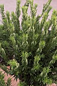 CEPHALOTAXUS HARRINGTONIA DUKE GARDENS