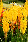 KNIPHOFIA MANGO POPSICLE