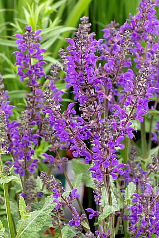 SALVIA_NEMEROSA_VIOLA_KLOSE