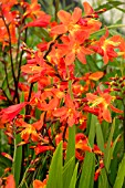 CROCOSMIA CARMINE BRILLIANT