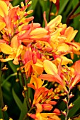 CROCOSMIA ORANGE PEKOE