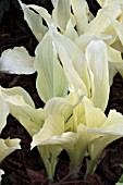 HOSTA WHITE FEATHER