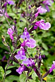 SALVIA JAMENSIS CAROLUS