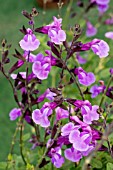 SALVIA JAMENSIS CAROLUS