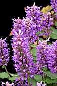 AGASTACHE BLUE BOA