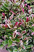 LEUCOTHOE FIRESTAR