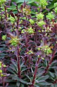 EUPHORBIA AMYGDALOIDES PURPUREA  SYN EUPHORBIA AMYGDALOIDES RUBRA