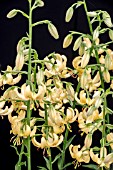 LILIUM MARTAGON GOLDEN MORNING