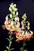 LILIUM MARTAGON GUINEA GOLD