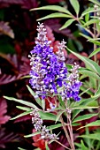 VITEX AGNUS-CASTUS DELTA BLUE