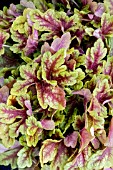 HEUCHERA FIRECRACKER