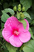 HIBISCUS MOSCHEUTOS LUNA ROSE