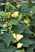 ABUTILON CANARY BIRD AGM