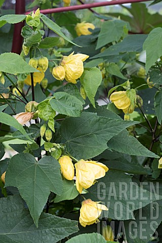 ABUTILON_CANARY_BIRD_AGM