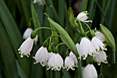 LEUCOJUM AESTIVUM GRAVETYE GIANT AGM