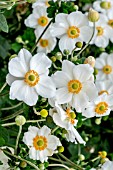 ANEMONE X HYBRIDA HONORINE JOBERT