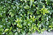 PACHYSANDRA TERMINALIS