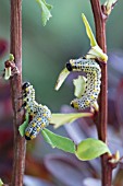 BERBERIS SAWFLY (ARGE BERBERIDIS) LARVAE