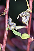 BERBERIS SAWFLY (ARGE BERBERIDIS) LARVAE