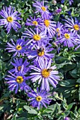 ASTER AMELLUS KING GEORGE