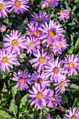 ASTER AMELLUS ROSA ERFULLING