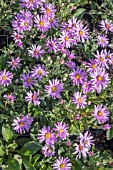 ASTER AMELLUS ROSA ERFULLING