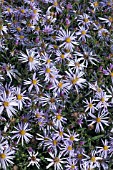 ASTER PYRANAEUS LUTETIA