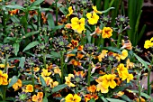 ERYSIMUM RYSI GOLD