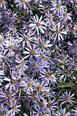 ASTER PYRANAEUS LUTETIA