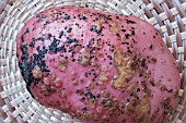 POTATO DISEASE  SCAB & BLACK SCURF