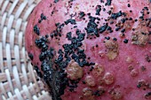 POTATO DISEASE  BLACK SCAB & COMMON SCAB