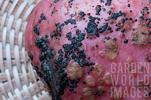 POTATO_DISEASE__BLACK_SCAB__COMMON_SCAB